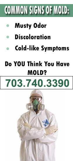 Alexandria Mold Remediation Contractor